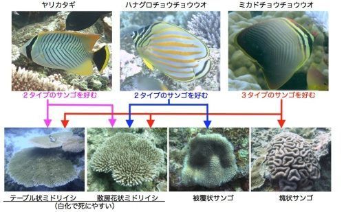 地球温暖化 魚の食事に影響 八重山のチョウチョウウオ3種 高水温に弱いサンゴ好む 琉球新報デジタル 沖縄のニュース速報 情報サイト