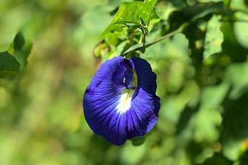 青い花のバタフライピー 県内で増産へ 健康効果に注目し推進団体が発足 5年で億円目指す 琉球新報デジタル 沖縄のニュース速報 情報サイト