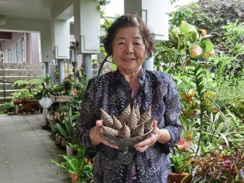 知ってる ザミア の実 豊見城 喫茶 むみん花 庭園に珍しい植物 愛好家集まる 販売も 琉球新報デジタル 沖縄のニュース速報 情報サイト