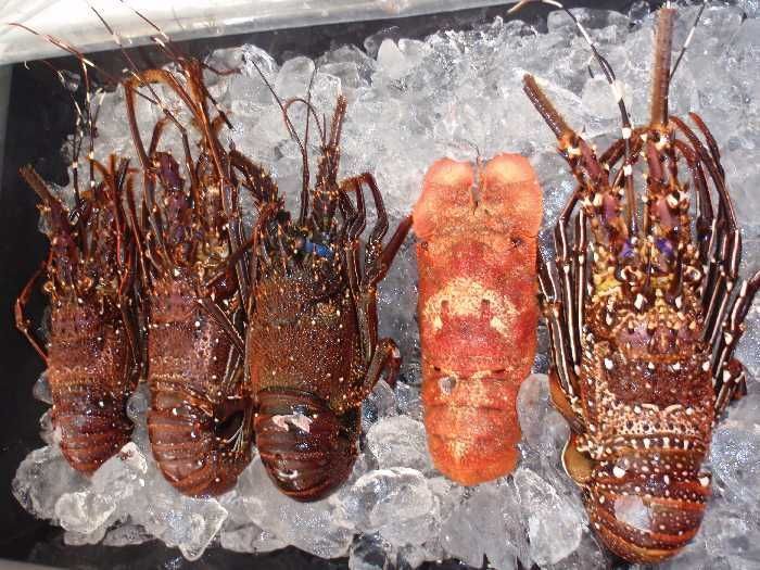 イセエビ禁漁 来月末まで セミエビも 県が注意喚起 琉球新報デジタル 沖縄のニュース速報 情報サイト