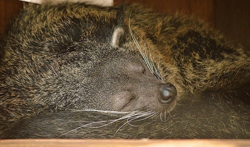 ネオパークの動物たち 今どうしてる 公式snsでいろんな表情を紹介 島ネタchosa班 琉球新報style 沖縄の毎日をちょっと楽しく新しくするウェブマガジン