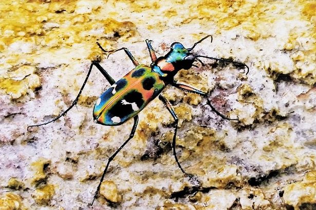 どう猛な「虹色の宝石」　ミミズを生きたまま捕食…オキナワハンミョウの撮影に成功