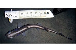 人工子宮でサメ「出産」　美ら島財団が世界初　希少種保全の活用に期待