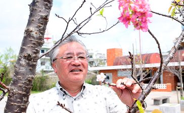 桜、沖縄の各地で狂い咲き、なぜ？　見えてきた「ホルモン」と「台風」の影響