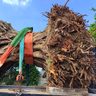 「木の上の軍隊」モデル　伊江のガジュマル「ニーバンガズィマール」植え替え作業進む　　台風6号の被害受け