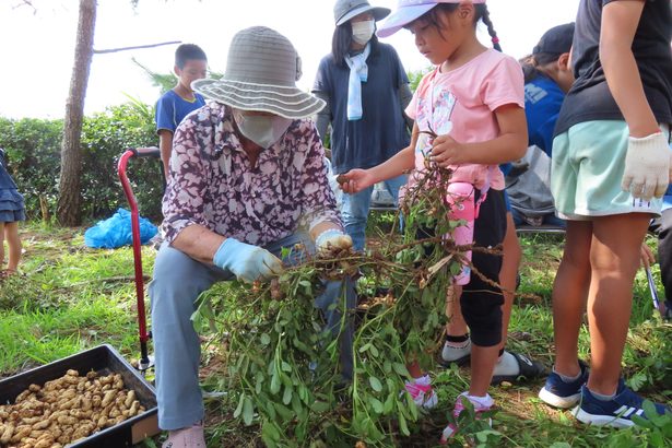 おばあちゃんとジーマミ収穫　伊江西江前区でミニデイ