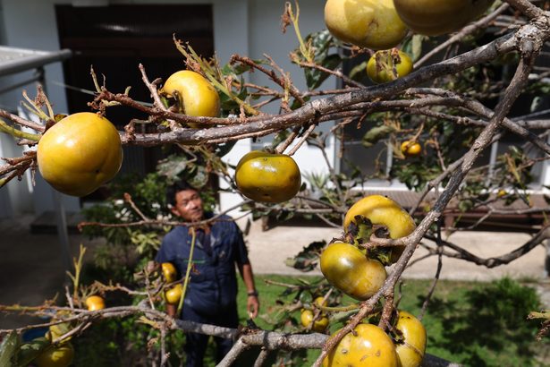 柿の実、うっすら色づき　残暑の沖縄にも秋の気配　南風原町の民家