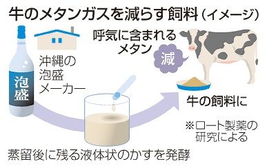 泡盛のかすで牛のメタンガス半減　温暖化対策に期待　ロート製薬が石垣島で研究