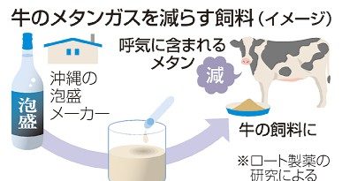 泡盛のかすで牛のメタンガス半減　温暖化対策に期待　ロート製薬が石垣島で研究