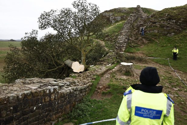 英国一「映える木」伐採　地元衝撃、１６歳少年逮捕