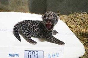 ジャガーの赤ちゃん、死因は母親がのどを圧迫か　生後わずか1カ月で　沖縄こどもの国