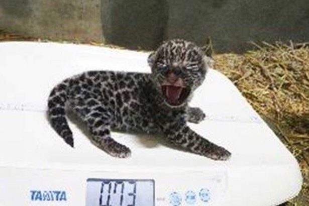 ジャガーの赤ちゃん、死因は母親がのどを圧迫か　生後わずか1カ月で　沖縄こどもの国
