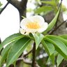初夏のイジュが秋に開花　「桜と同じく季節がずれてる？」　沖縄市コザ運動公園