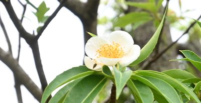 初夏のイジュが秋に開花　「桜と同じく季節がずれてる？」　沖縄市コザ運動公園