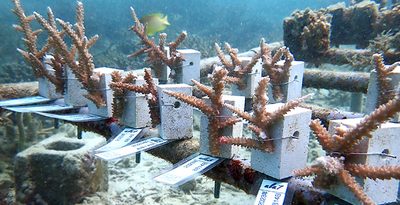 「使って、育てる」サンゴ増殖のクラウドファンディング、目標上回る　沖坤が国頭漁協へ収益を贈呈