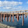 秋の風物詩「フーヌイユ」の天日干し始まる　300年続く伝統漁法で水揚げ　国頭村宜名真で販売　沖縄
