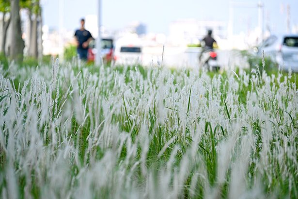 風にたなびくチガヤの白い穂　きょう霜降、沖縄に秋の訪れ
