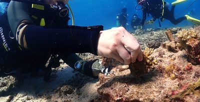 サンゴの苗作りや植え付けに60人挑戦　「チーム美らサンゴ」活動20年目に　観光や漁業など効果に期待　沖縄・恩納