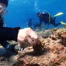 サンゴの苗作りや植え付けに60人挑戦　「チーム美らサンゴ」活動20年目に　観光や漁業など効果に期待　沖縄・恩納