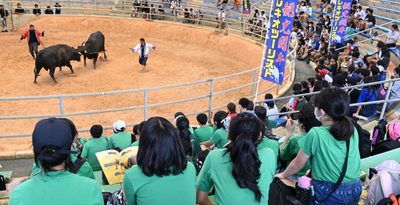 那覇と豊見城の小学生、修学旅行で闘牛を観戦　うるま市石川ドーム　「迫力あった」