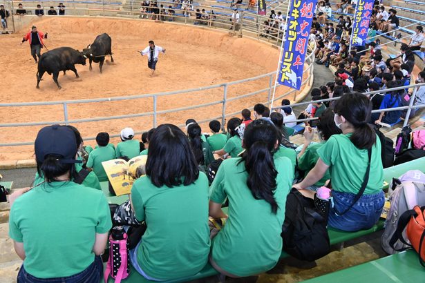 那覇と豊見城の小学生、修学旅行で闘牛を観戦　うるま市石川ドーム　「迫力あった」