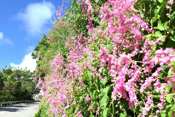 またの名を「愛の鎖」　沿道にピンク色のシャワー、アサヒカズラが見頃　沖縄・渡嘉敷と伊江