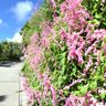 またの名を「愛の鎖」　沿道にピンク色のシャワー、アサヒカズラが見頃　沖縄・渡嘉敷と伊江