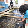 サンゴの苗作り体験　ヒルトン従業員と生徒ら