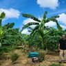 農業挑戦「第二の人生」謳歌／沖縄市の崎間さん／宜野座で果物や野菜栽培