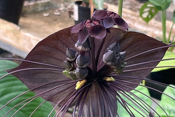 まるでネコのひげ？不思議な黒い花「ブラックキャット」　沖縄・八重瀬