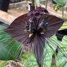 まるでネコのひげ？不思議な黒い花「ブラックキャット」　沖縄・八重瀬