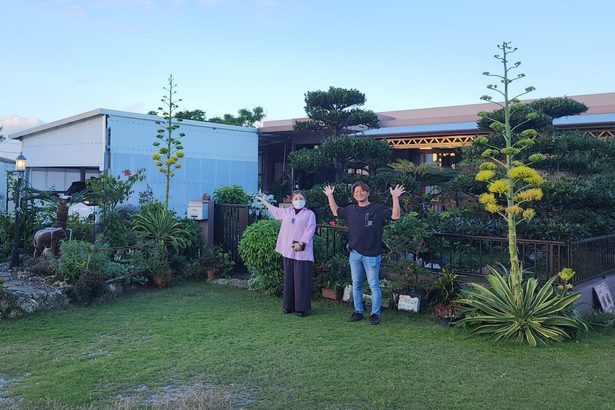 庭園にリュウゼツラン開花　宜野座・浦崎さん　三年忌前、父思い植物慈しむ