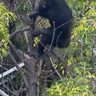 チンパンジー　動物園で逃走　天王寺、麻酔撃ち捕獲