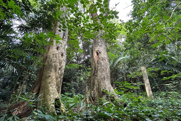 「誇り」「保護に努める」　与那国・石垣　天然記念物に喜ぶ地元