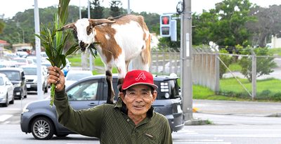 安座間浩さんの肩に乗るヤギのララ、草を食べるラナ（手前左）とクー＝3日、沖縄市（喜瀨守昭撮影）