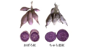 紅イモの新品種「おぼろ紅」が誕生　あの沖縄土産のピンチをお助け　サツマイモ基腐病に強い抵抗性