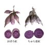 紅イモの新品種「おぼろ紅」が誕生　あの沖縄土産のピンチをお助け　サツマイモ基腐病に強い抵抗性