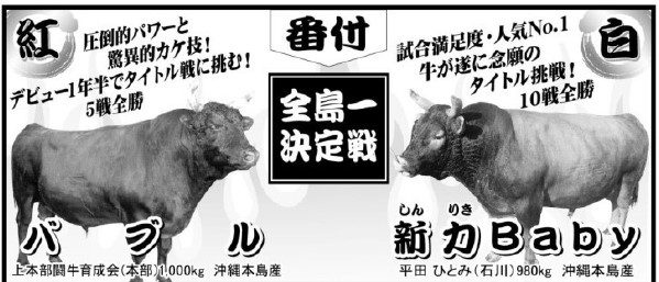 沖縄闘牛界、最強の称号はどちらに?　スター牛同士、バブル×新力Babyの対戦