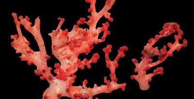 赤く輝く「メラボシサンゴ」　沖縄美ら島財団と北海道大、新種の宝石サンゴ発見　福島・いわき市沖　