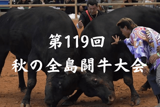 【特集】第119回秋の全島闘牛大会　11月12日午後1時から　うるま市石川多目的ドームで