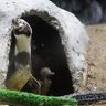 フンボルトペンギン　赤ちゃん2羽、子育て真っ最中　巣穴から顔出すことも…　沖縄・DMM水族館