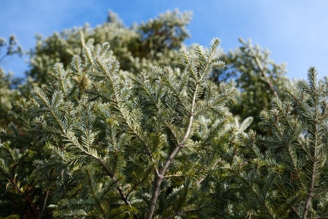 本場の「生のモミの木」沖縄初の本格販売 甘い香り クリスマスを「一生ものの思い出に」 中城モールで24日から - 琉球新報デジタル