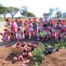 みんなでイモ掘り「楽しい」　伊江・大城さんの畑　西幼稚園児らが挑戦