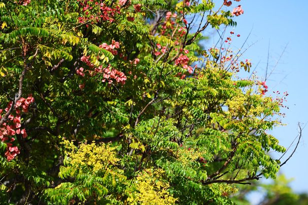陽光輝き暖かく　公園に秋の彩り　那覇市　沖縄
