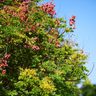 陽光輝き暖かく　公園に秋の彩り　那覇市　沖縄