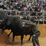 第１１９回　秋の全島闘牛大会　１１月１２日（日）　うるま市石川多目的ドーム