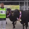 荷川取さん農水大臣賞　県畜産共進会　飼養管理技術競う