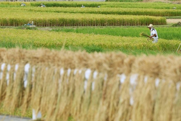 きょう立冬　黄金色に実った稲、金武で収穫　沖縄本島の各地、夏日を記録