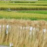 きょう立冬　黄金色に実った稲、金武で収穫　沖縄本島の各地、夏日を記録