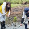 マングローブ植え振興　奄美・枝手久島「観光資源に」　企業や大学協力、慎重意見も　